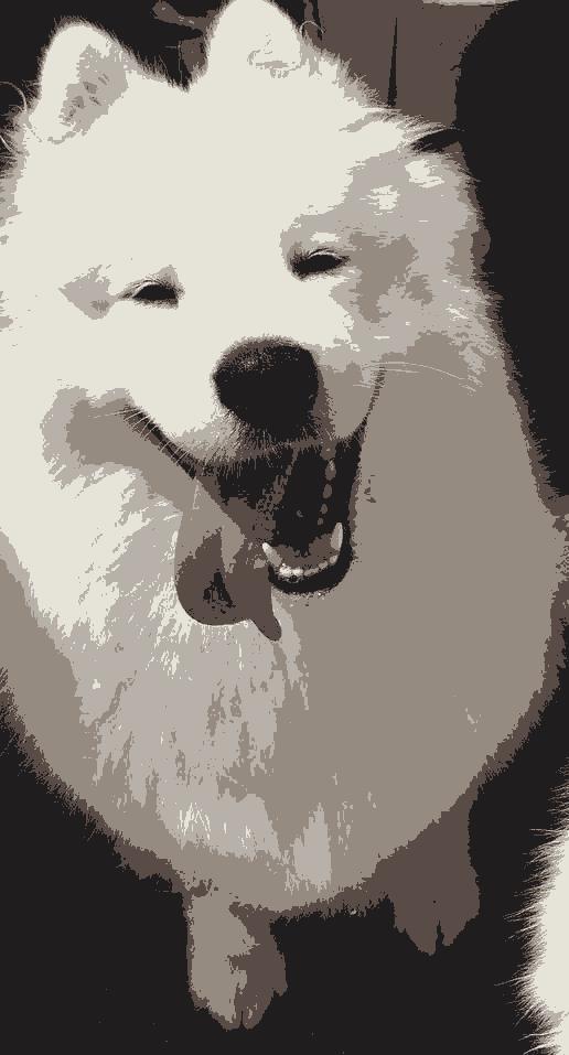 Dog After Processing