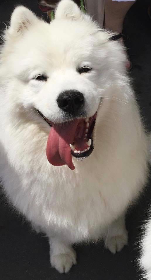 Dog Before Processing